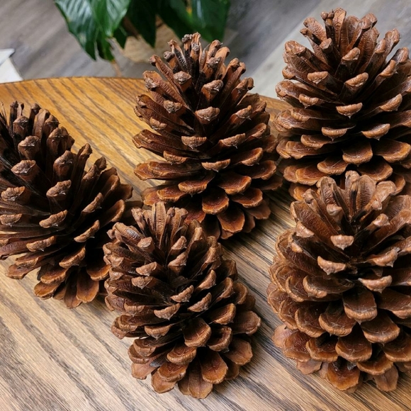 Pine Cones - Picture 3 of 3